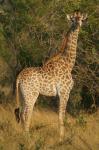 Giraffe_1