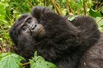 Gorilla 4 Uganda