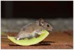 Hamburger Melonen Schaukel Maus