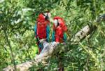 Papageienpaar01