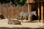 zebra Zoo Straubing