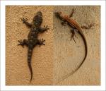 Gecko und Eidechse