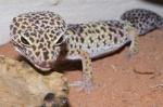 Leopardgecko 1