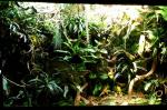 Regenwaldterrarium 1206