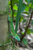 Irgend ein Madagaskar-Reptil (Masoala-Halle)