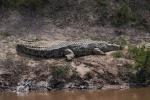 Krokodil am Mara