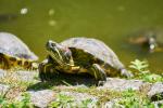 Schildkröte am Sonnen