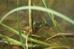 Frosch im Teich 2