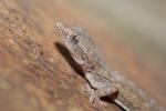 Pichete - Nicaraguas Gecko