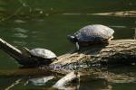 Gelbwangenschildkröten