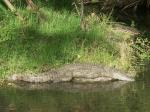 Krokodil im Nairobi National Park