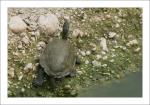 Westkaspische Schildkröte (Mauremys rivulata) (1)