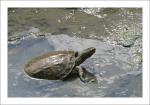 Westkaspische Schildkröte (Mauremys rivulata) (2)