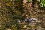 der Alligator hätte gerne den Kormoran