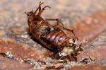 Tödliche Natur, oder was kommt, wenn ein Marienkäfer gestorben ist