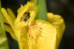 Biene auf Iris