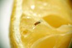 F -- Fliege auf Zitrone