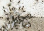 Geflügelte Ameisen verlassen Bau