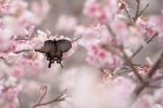 Papilio in Kirschblüten