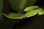 Phylloptera spec