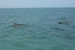Delfine im Golf von Mexiko