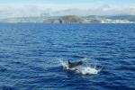 Delphin vor Pico