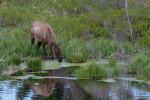 Hirschkuh (Elk) am Wasser