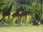 Giraffen im Zoo d'Amnéville (Frankreich)
