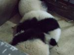 Panda  Nachwuchs