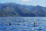 Synchronschwimmen vor Madeira (Reload)
