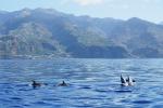 Synchronschwimmen vor Madeira