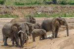 Nach Wasser grabende Elefantenherde im Tarangire