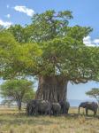 Elefantengruppe im Tarangire