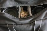 Kitty in camera bag compartment
