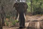 Makutsi 2019 Elefant auf Verfolgung