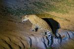 Jaguar Pantanal