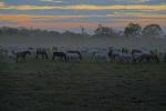Pferde  im Pantanal