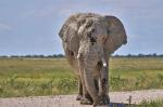 Elefant Etosha