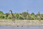 Giraffen Etosha