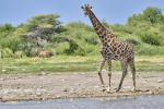 Giraffe Etosha