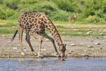 Giraffen Etosha