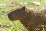 Capybara Pantanal