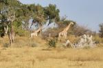 Giraffen im Delta