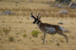 Frecher Bursche auf Antelope Island