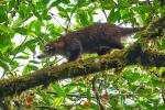Nasenbären in Monteverde