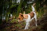 Jack Russell Terrier - Nachgelaufen
