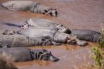 Hippos am Marafluss