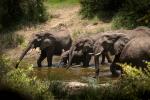 Elefanten am Wasserloch Südafrika 2019