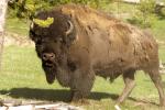 Buffalo im Yellowstone NP