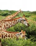 Giraffen-Trio